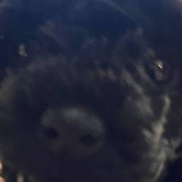 Poodles from Marlene’s Poodles