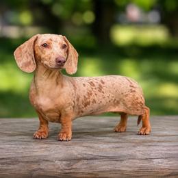 Banjo - Dachshund
