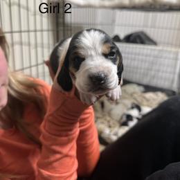Girl 2 - Black brown and white female Basset Hound puppy in Brandon, Mississippi from Milton’s Bassets