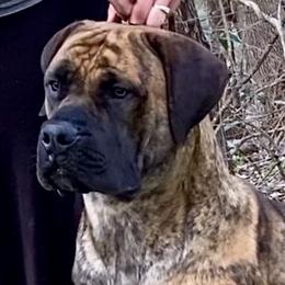 Tobie - Boerboel