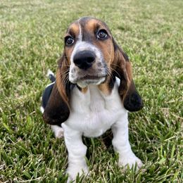 Basset Hound Puppies from TopCrop Bassets