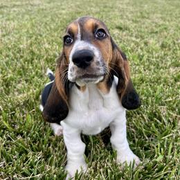 Basset Hound Puppies from TopCrop Bassets