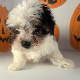 Ready to go Parti Boy - Parti male Yorkshire Terrier puppy in Dahalonega, Georgia from C. D. K