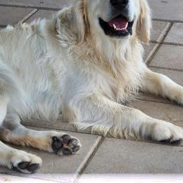 Golden Retriever All Grown Up from Teeter's Desert  Goddess Goldens