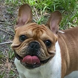 Whitlyn - French Bulldog