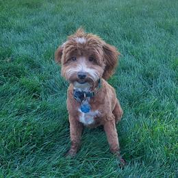 Timber - Goldendoodle