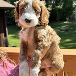 Flurry - female Goldendoodle puppy in Florence, South Carolina from Candy Doodles