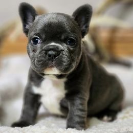 French Bulldogs from Forever Frenchies