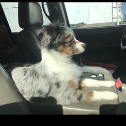 Miniature American Shepherds and Toy Australian Shepherds from Millers Minnie Aussies- and Toys!