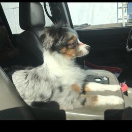 Miniature American Shepherds and Toy Australian Shepherds from Millers Minnie Aussies- and Toys!