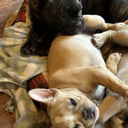 French Bulldog Puppies from Herell's French Bulldogs
