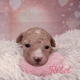 Rebel - Apricot female Goldendoodle puppy in Rising Sun, Indiana from Ruby Lane Doodles