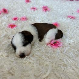 Dill - Parti male Miniature Schnauzer puppy in Clover, South Carolina from Bobo’s Babies Kennels