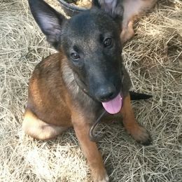 Belgian Malinois and German Shepherds from Von Kecohaus Kennels