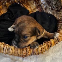 Athena - Wheaten female Miniature Schnauzer puppy in Menifee, California from Moonshine’s Minis