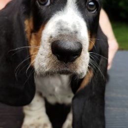 Basset Hounds from Kinmor