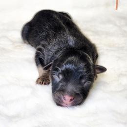 Avery - Black tri male Miniature Australian Shepherd puppy in Mc Alester, Oklahoma from Angel's Aussies