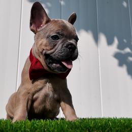 French Bulldog puppies from Double Barrel Bullies