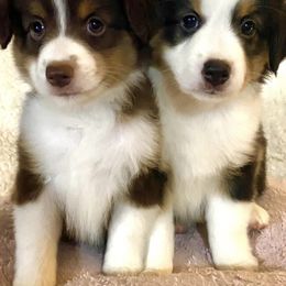 Miniature Australian Shepherds from Nixon Mini Aussies