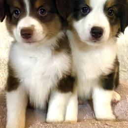 Miniature Australian Shepherds from Nixon Mini Aussies