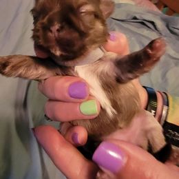 Shih Tzu Puppies from Lovin Shih Tzus