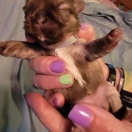Shih Tzu Puppies from Lovin Shih Tzus