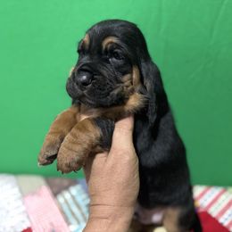 Boss - Black and brown male Basset Hound puppy in Pilot Mtn, North Carolina from Lowdown Love Basset Hounds