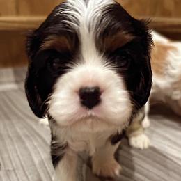 Mr. Darcy - Tri-color Cavalier King Charles Spaniel puppy in Memphis, Tennessee from Pemberley Park