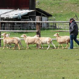 Australian Shepherd All Grown Up from BWild Australian Shepherds