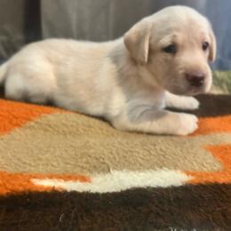 Yellow male 2 - Yellow male Labrador Retriever puppy in Prosper, Texas from Essayons Gundogs
