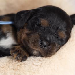 Winston - Black and tan male Cavalier King Charles Spaniel puppy in Greensboro, North Carolina from Hyde Park Cavaliers