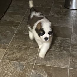 Saint Bernard All Grown Up from BnC Breeders