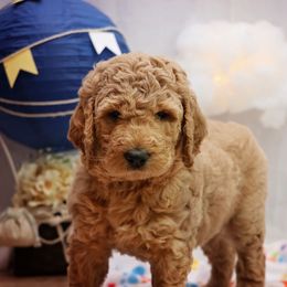 Goldendoodle Puppies from Null Doodles