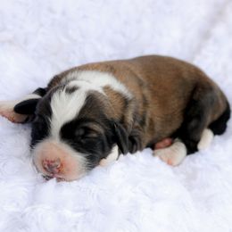 Jersey - Sable female Bernedoodle puppy in Crete, Nebraska from Doodles & Co