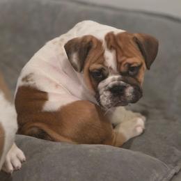 George - Red and white male Bulldog puppy in Harrisburg, Pennsylvania from Central PA WiggleButts Bulldogs