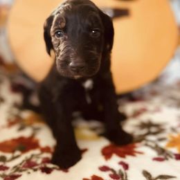 Goldendoodle Puppies from Daisy Mae Doodles