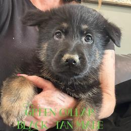 Green collar - Black and tan male German Shepherd puppy in Canterbury, Connecticut from Nachtwaechter German Shepherds, LLC