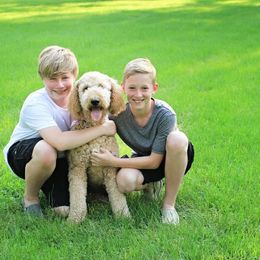 Goldendoodle All Grown Up from Simply Doodles LLC