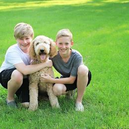 Goldendoodle All Grown Up from Simply Doodles LLC