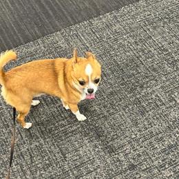 Chihuahuas from Little chihuahua angels