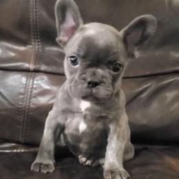 Hailey - Blue female French Bulldog puppy in Stockton, Missouri from Willis Family Frenchies