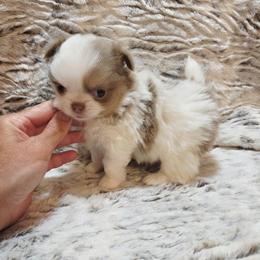 Lilac Spotted on white - Chocolate blue male Chihuahua puppy in Richmond, Virginia from Breens