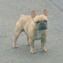 Knollridge Simba Little Lion King - French Bulldog