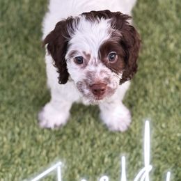 Floyd - Brown and white male Cockapoo puppy in Arizona from Copper State Cockapoos