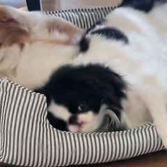 Japanese Chins from Mizumi Japanese Chin