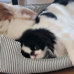 Japanese Chins from Mizumi Japanese Chin