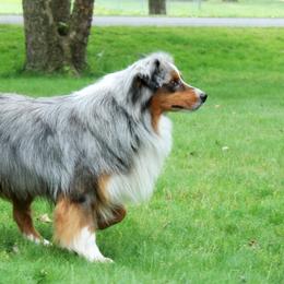 Miniature American Shepherd and Miniature Australian Shepherd All Grown Up from Impression Dogs