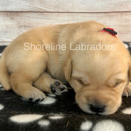 Red - Yellow male Labrador Retriever puppy in Moyock, North Carolina from Shoreline Labradors