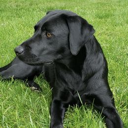 Labrador Retrievers from Boundless Labradors