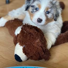 Australian Shepherd Puppies from Echolight Australian Shepherds